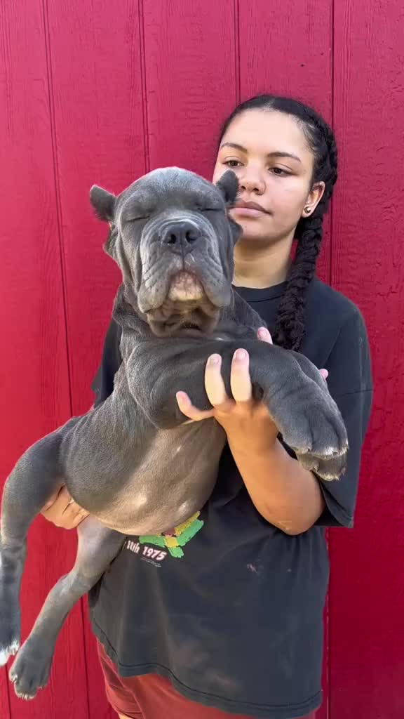 @North America Mastiff Founder