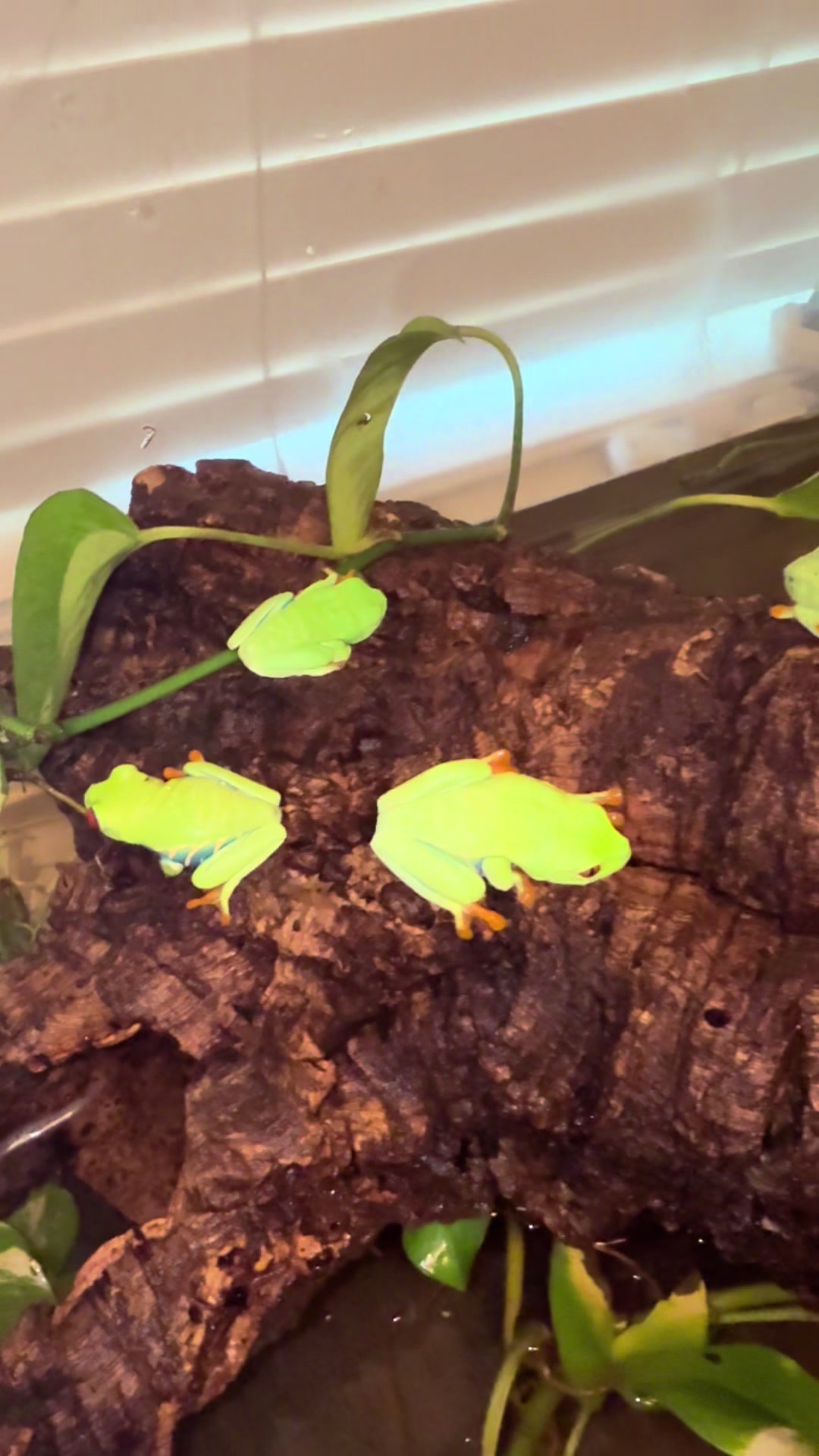 @Kelly Jo Sloan - Sloan Exotics