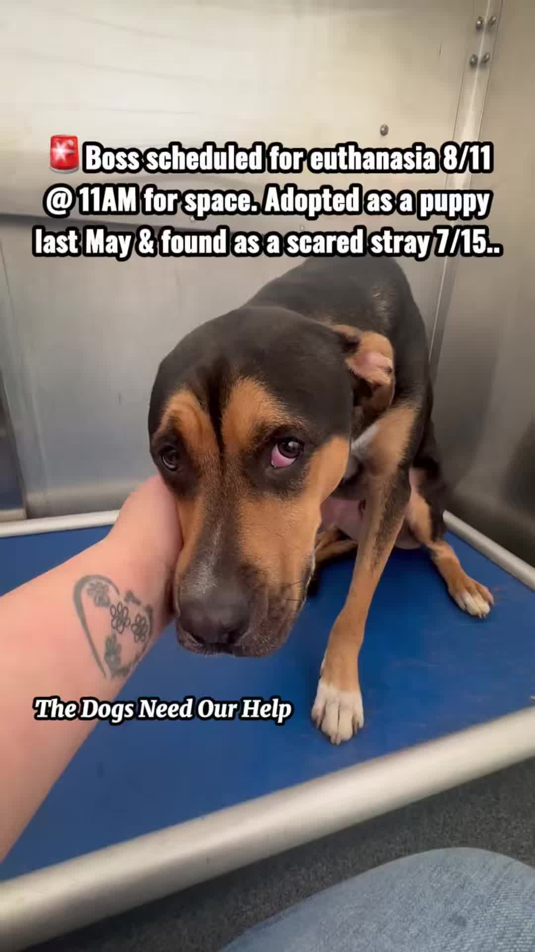 @The Dogs Need Our Help