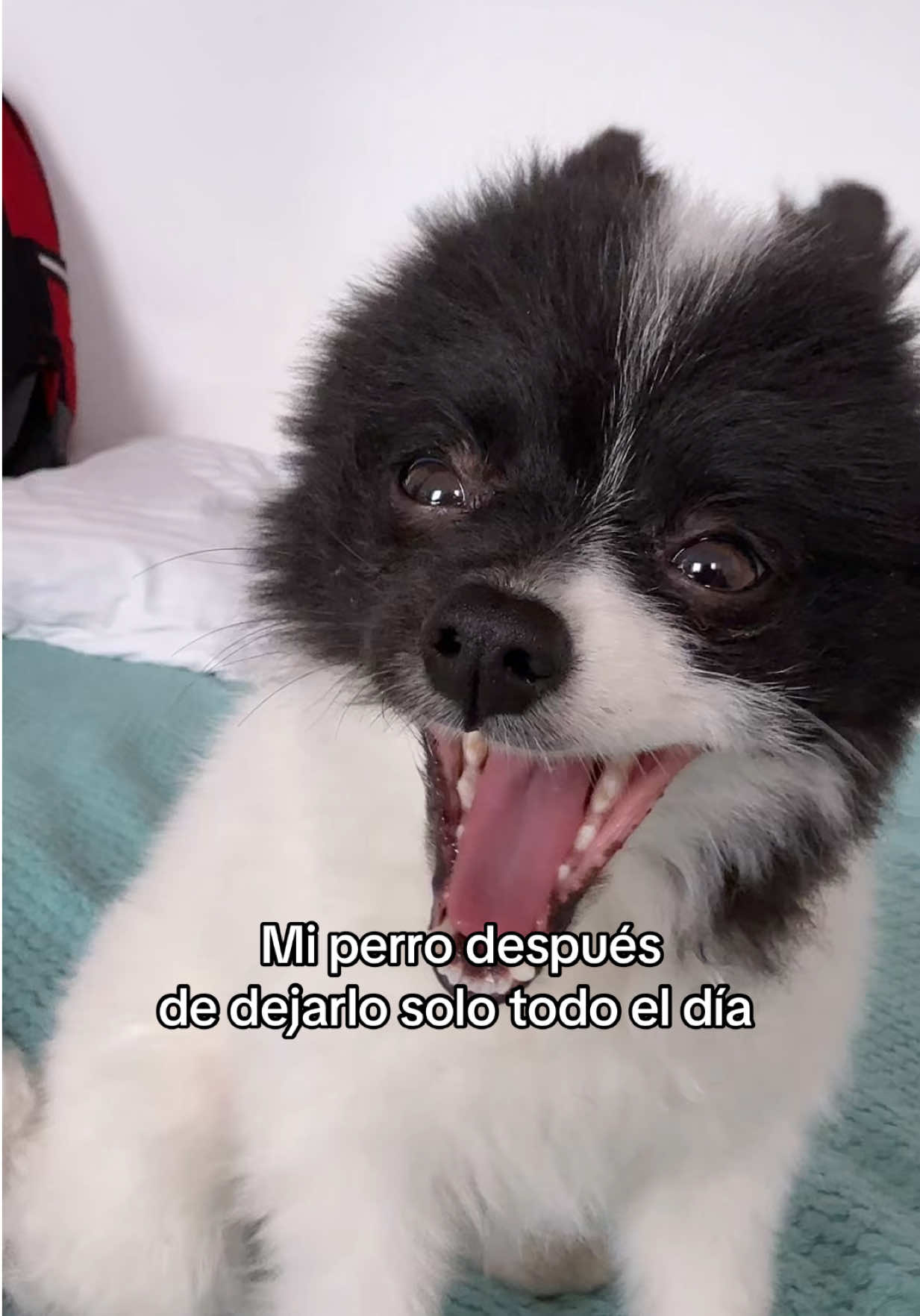 @KevleX 🦁