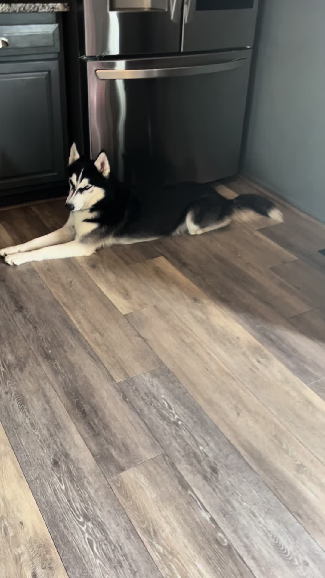 @🌺Crystal&herhuskies🐾
