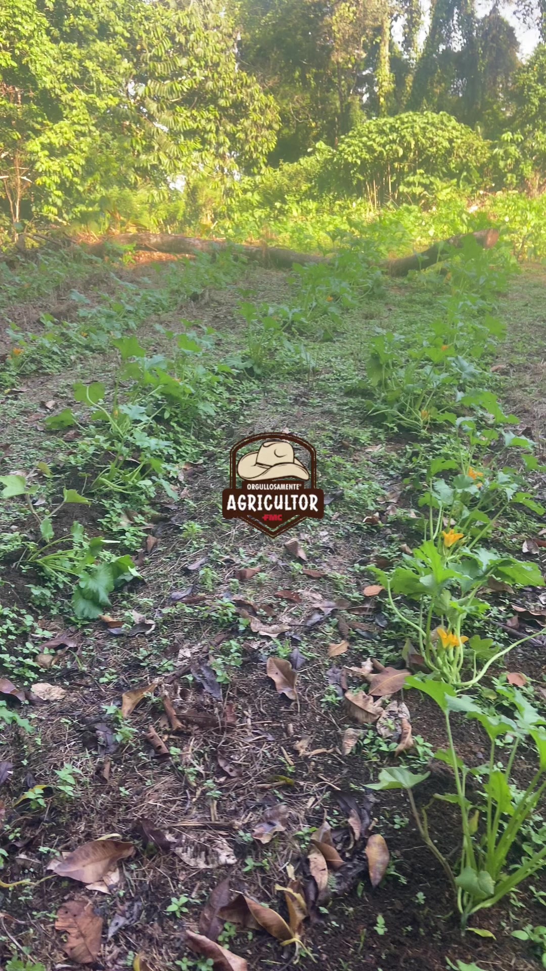 @🧑&zwj;🌾🤎🌱PAPA XEU🧑&zwj;🌾🤎🌱 C-4