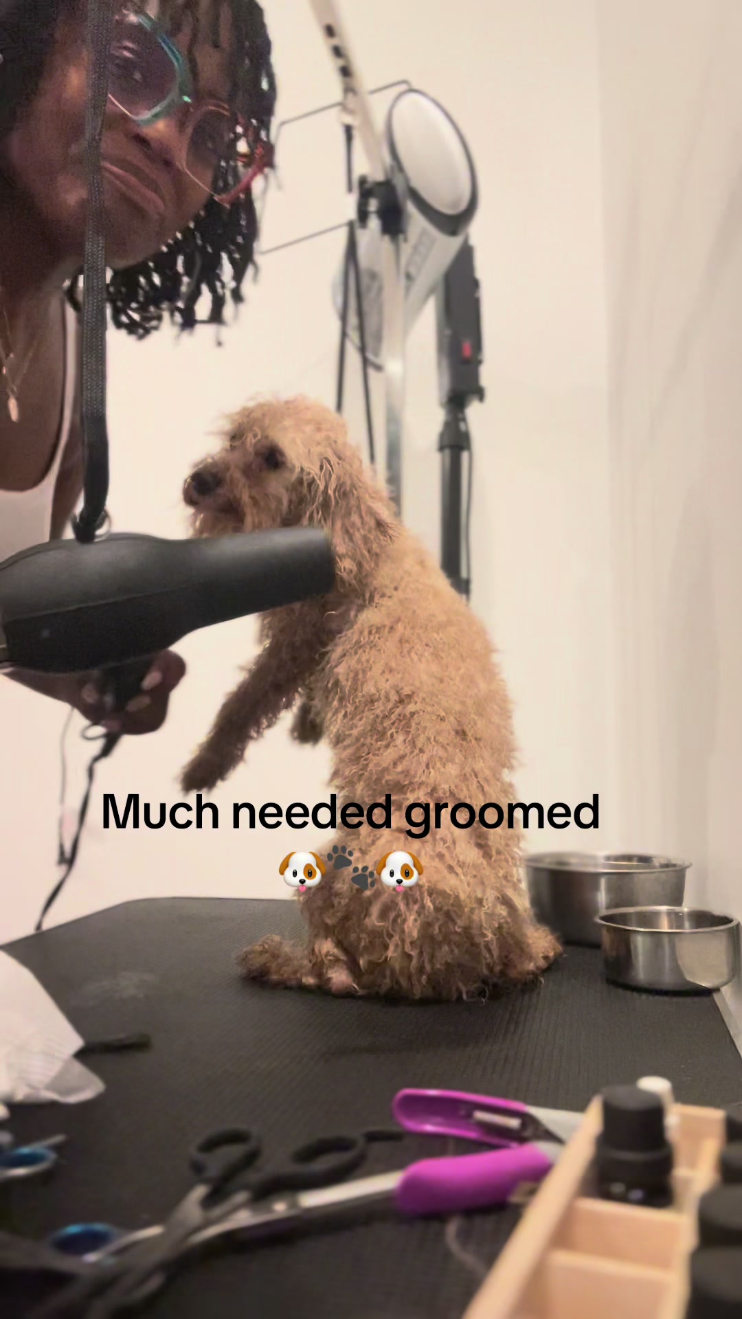 @Shortcake_kennel_2