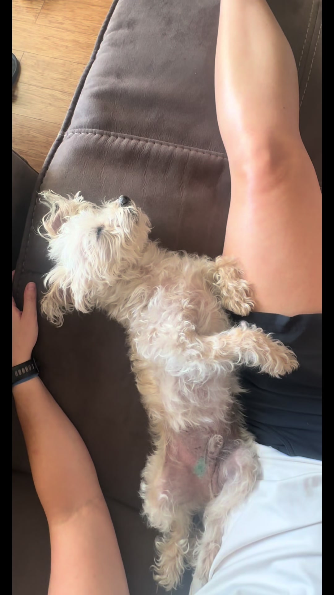 @He Was A PoodleBoi
