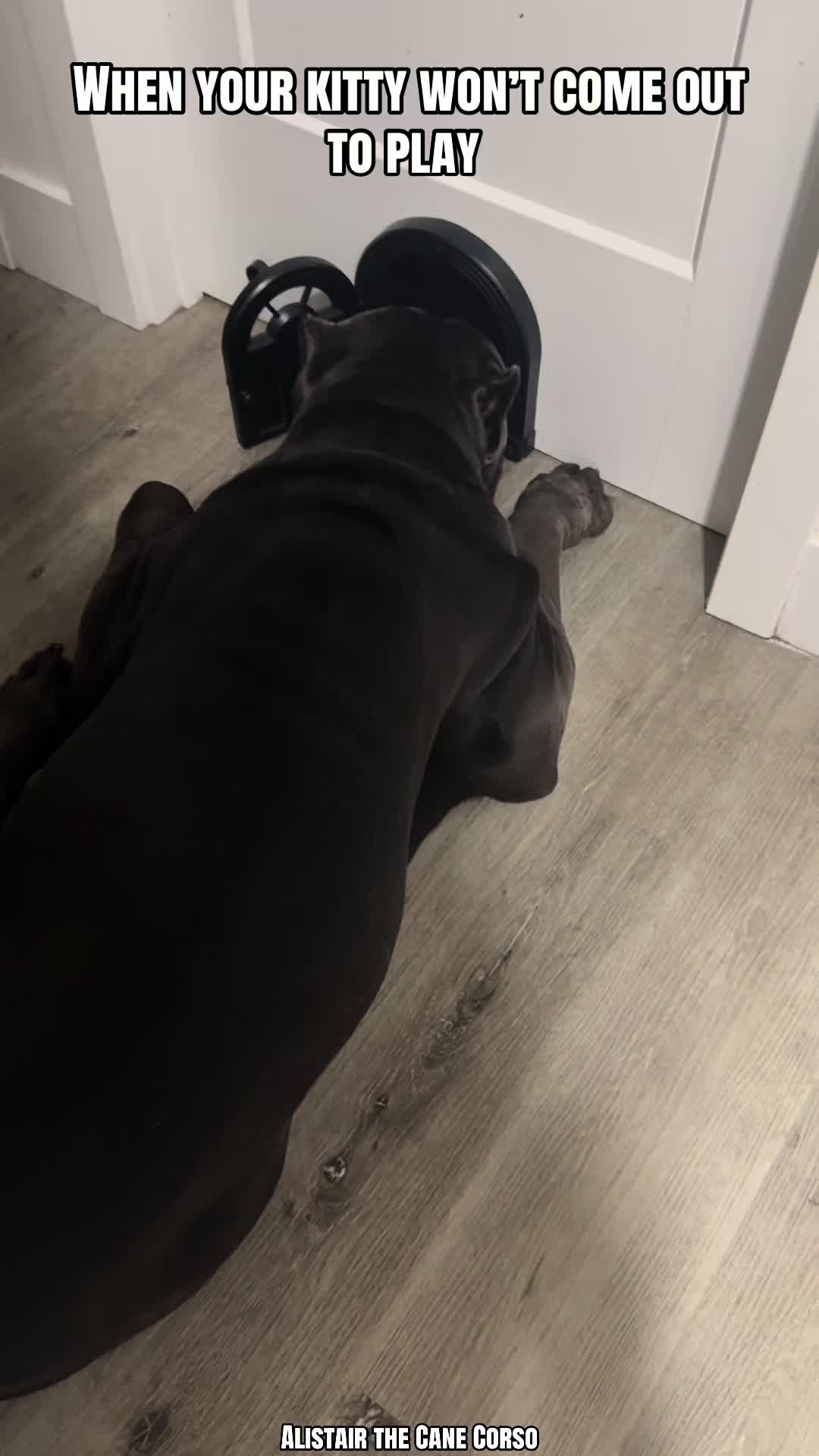 @Alistair the Cane Corso