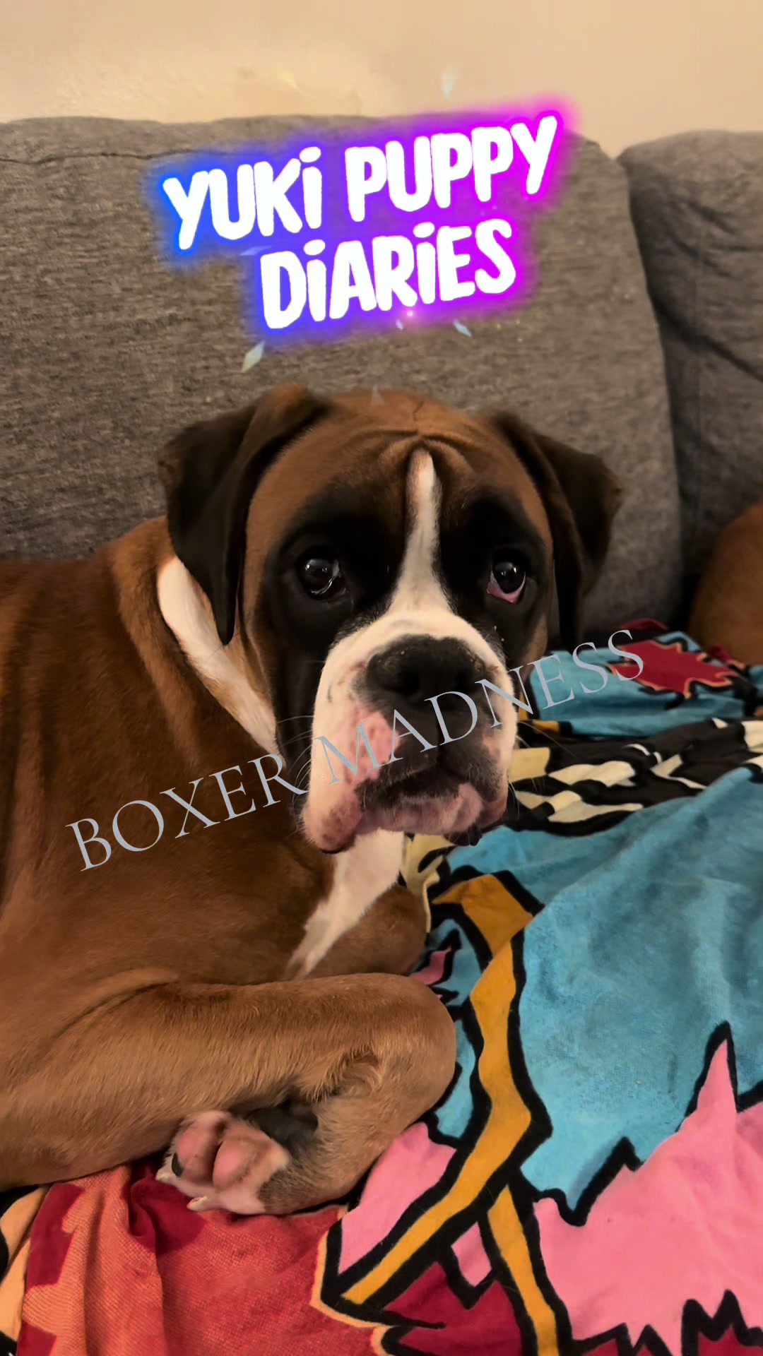 @boxermadness