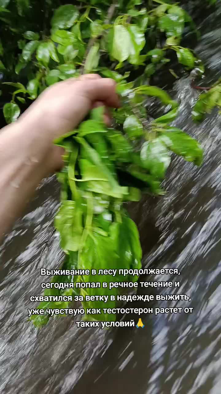 @Лучезарный хрякᛉ