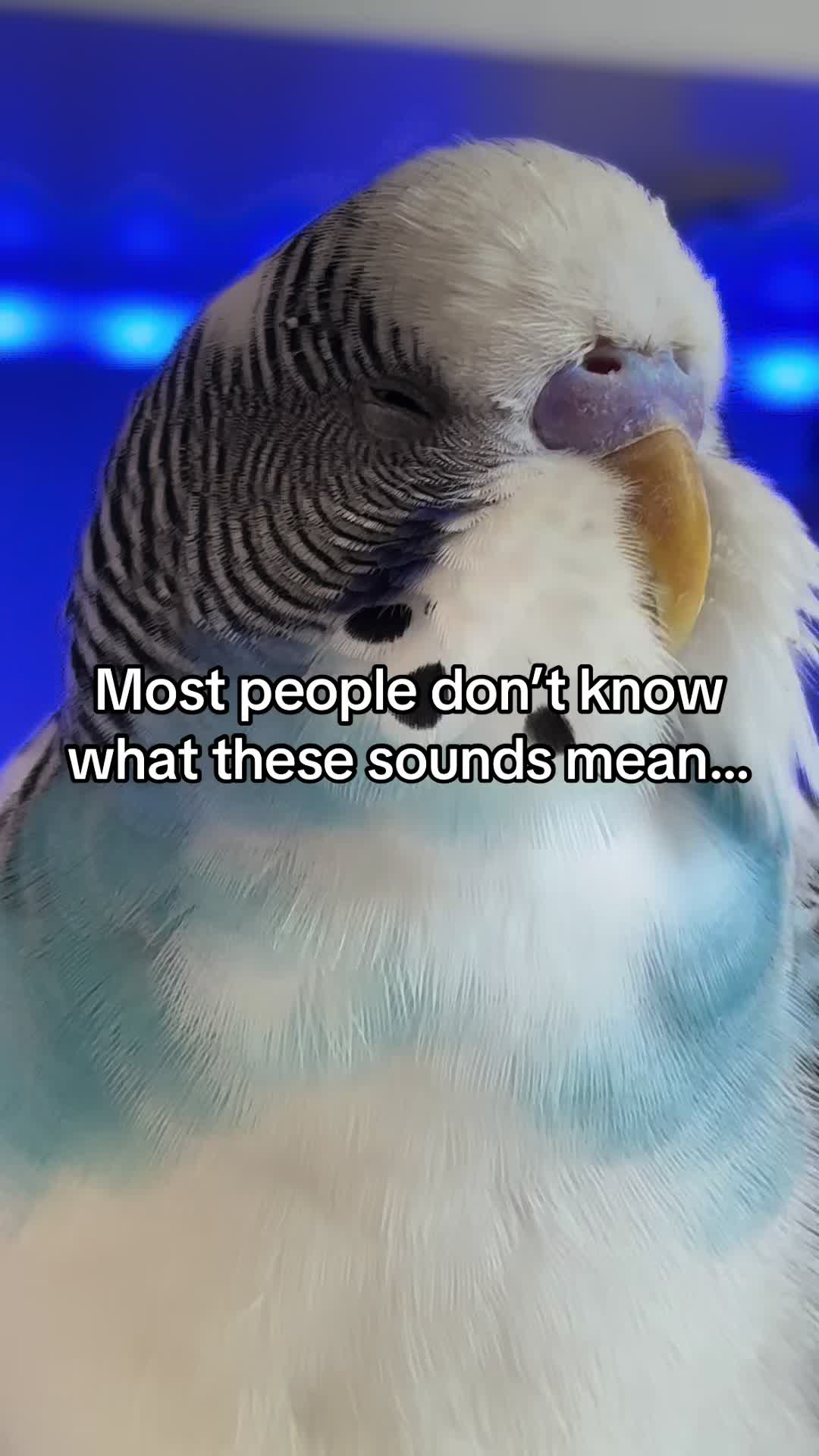 @Tiny Tweets