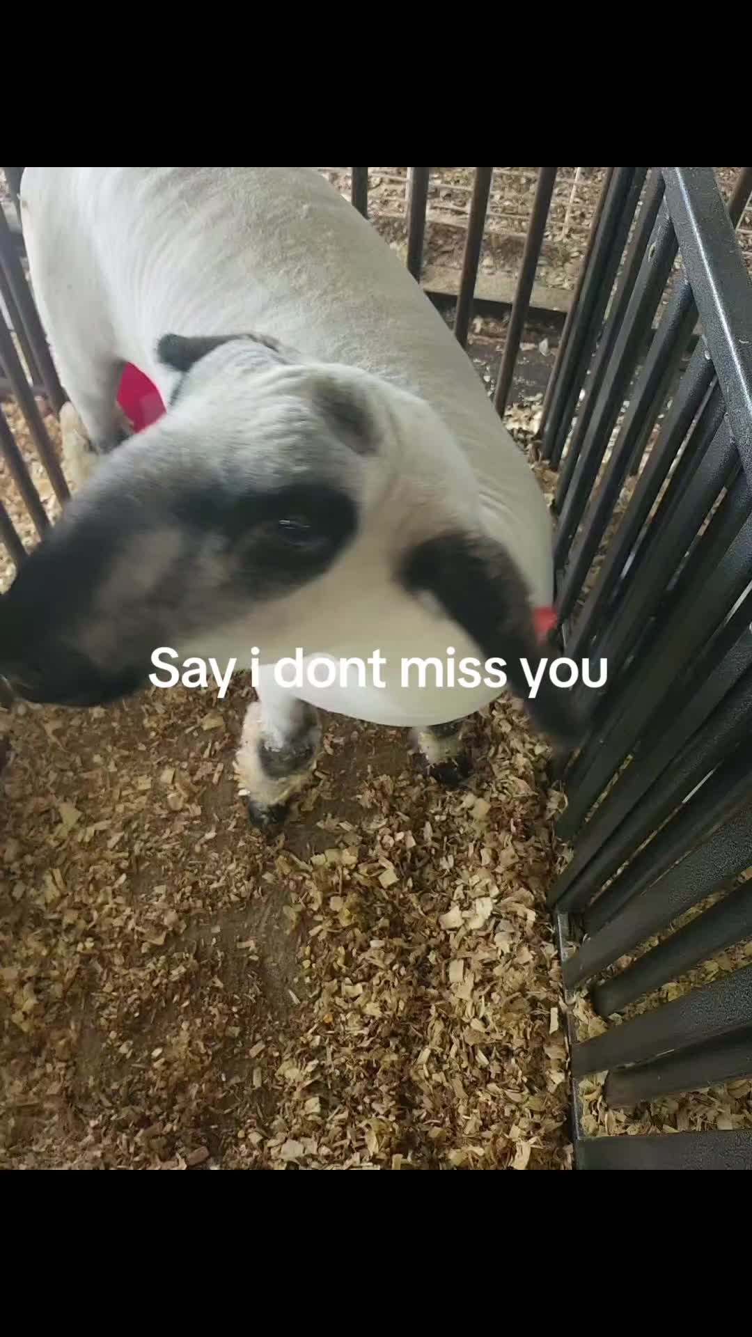@dthfhvff