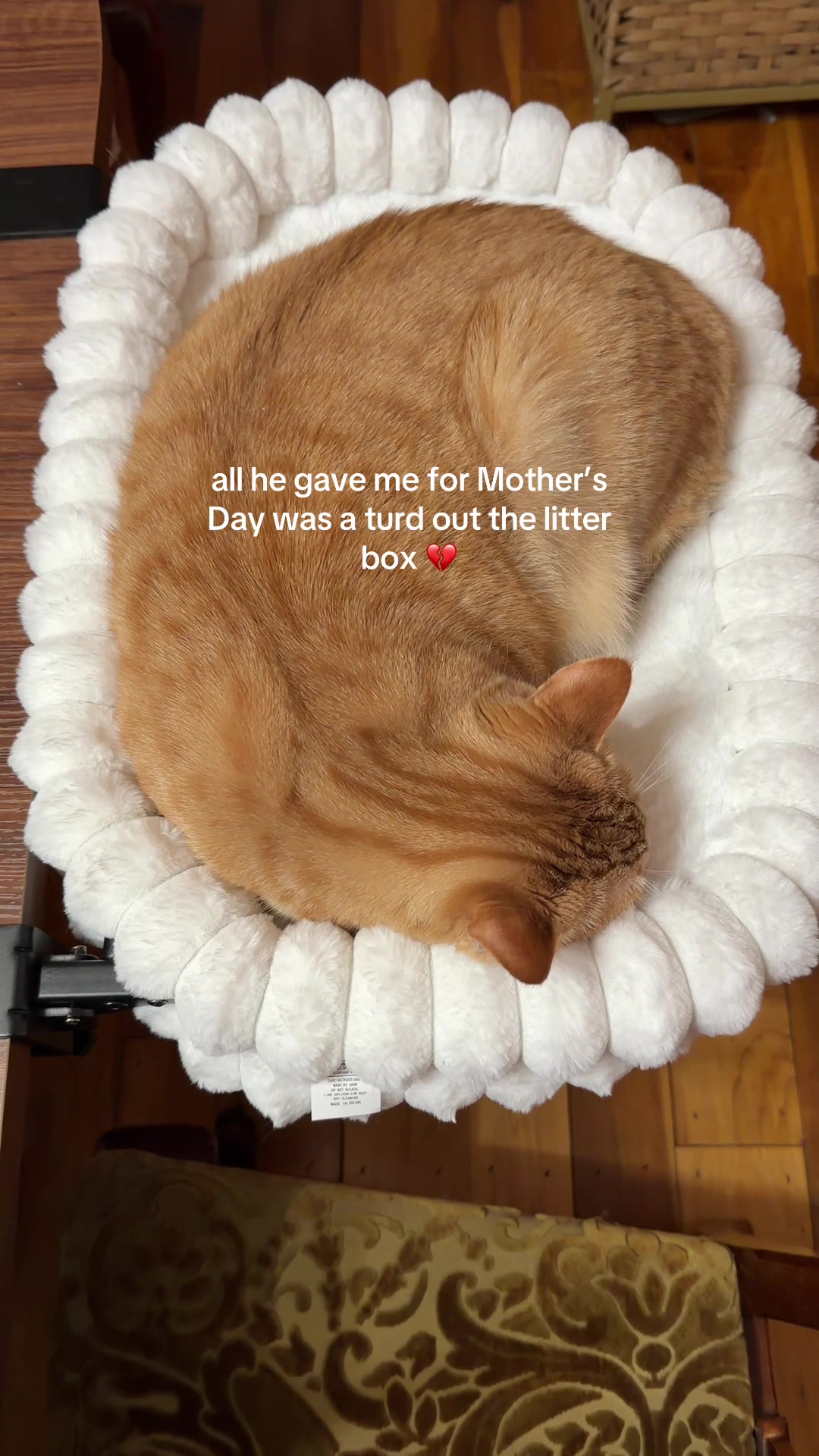 @bink the big orange cat