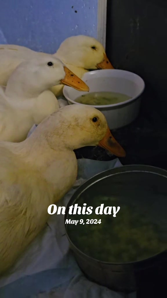 @Cluck and Waddle Farm Rescue