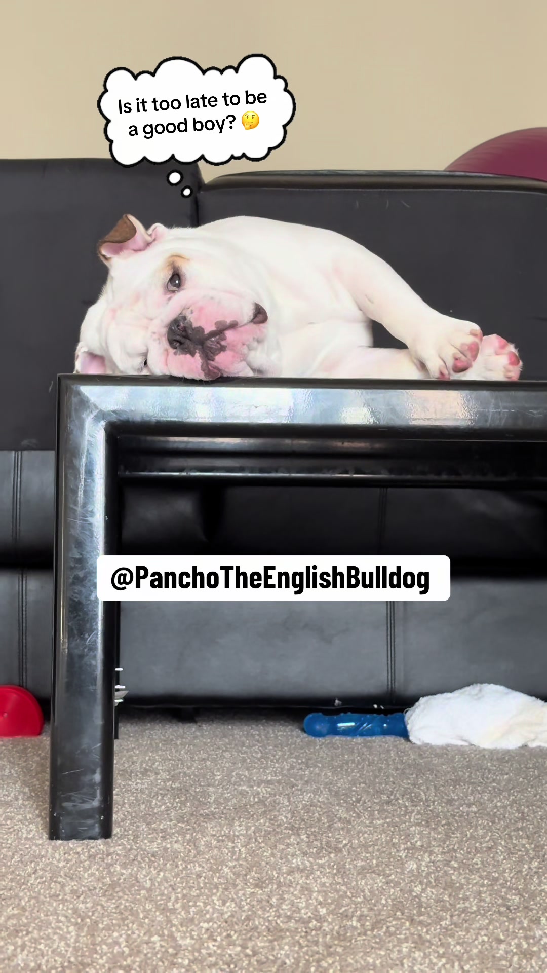 @PanchoTheEnglishBulldog