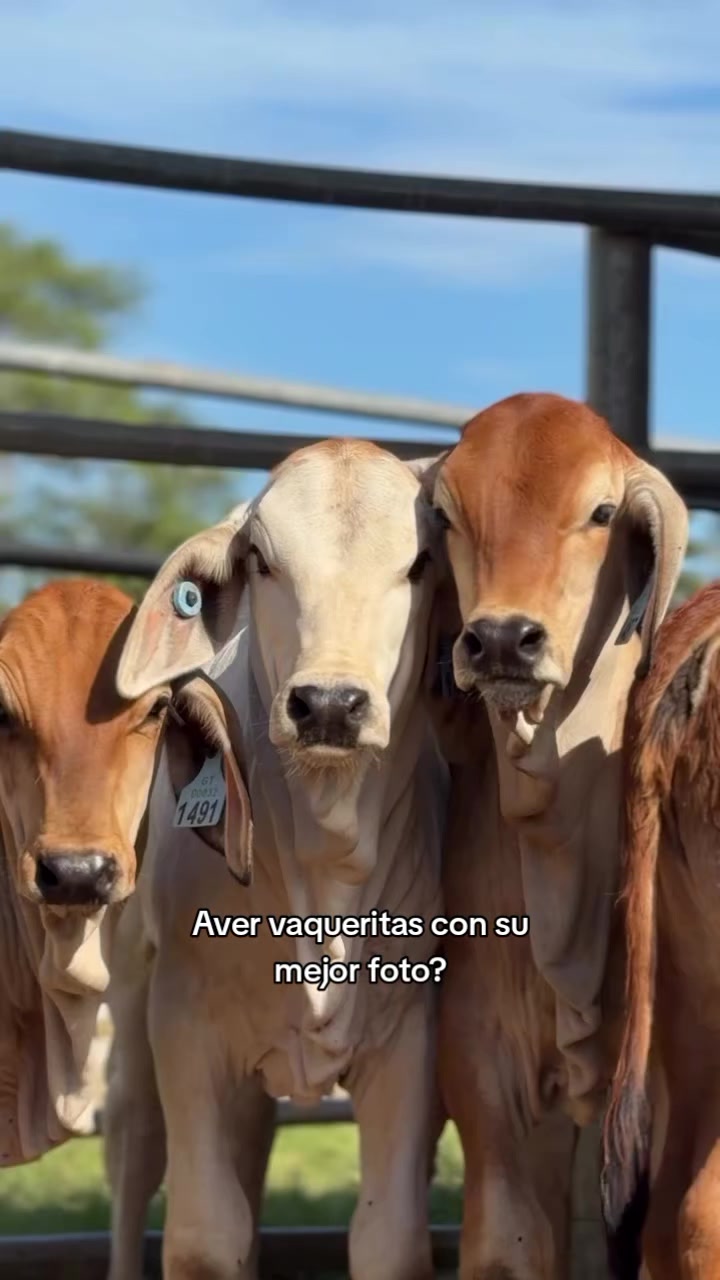 @Robin🐄🐄🤠🤠🐎🐎🇬🇹🇬🇹