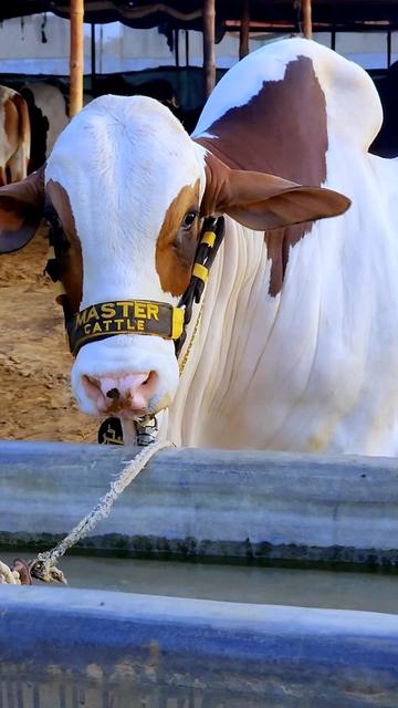 @Master Cattle Farm