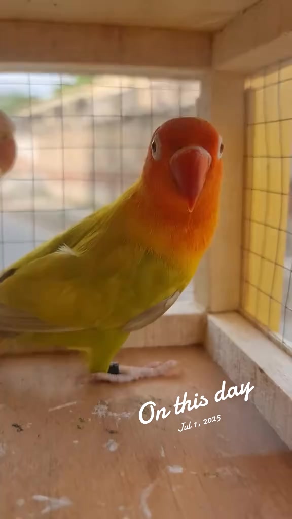 @ROYAL BIRD US