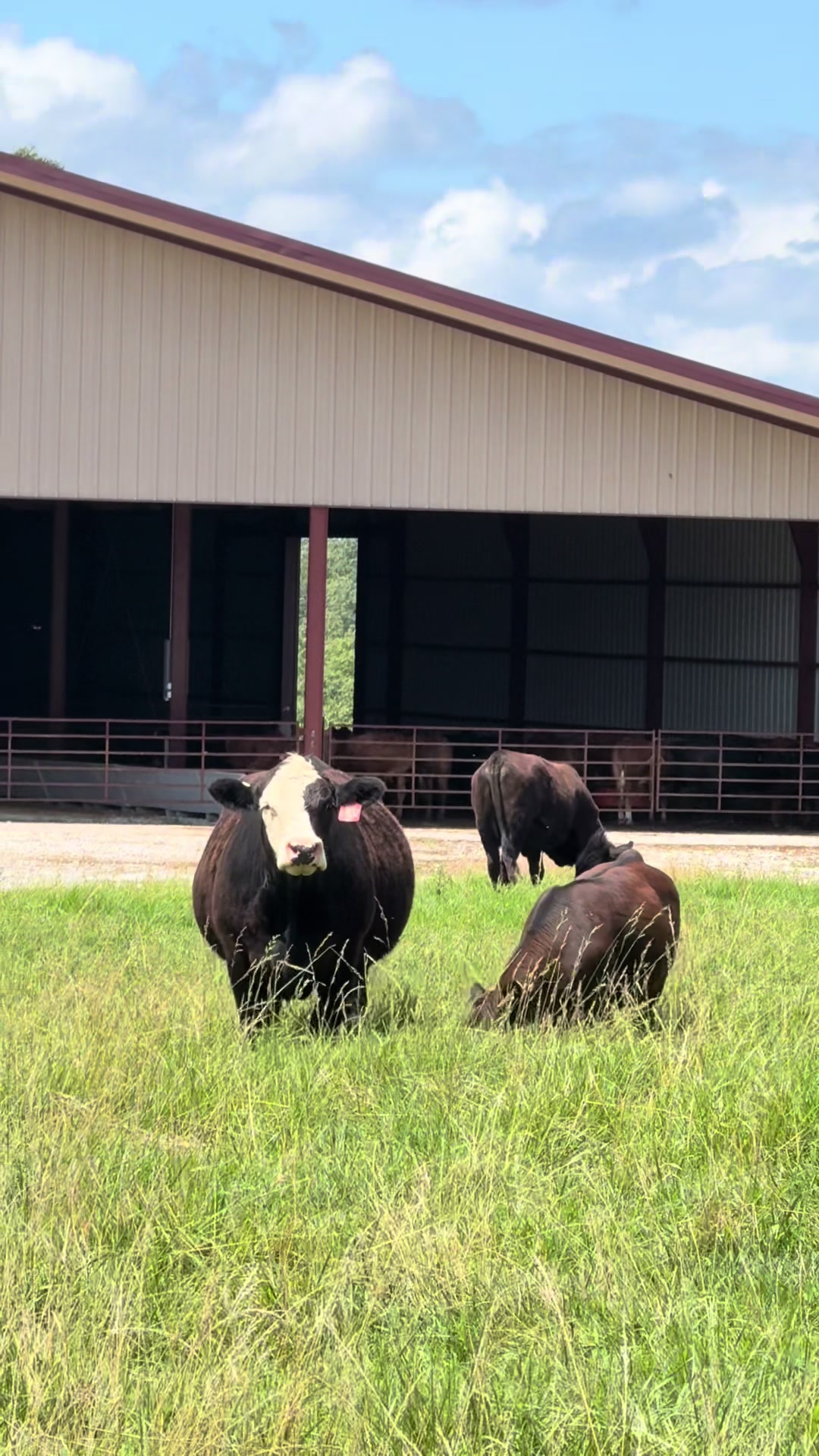 @Massey Land & Cattle