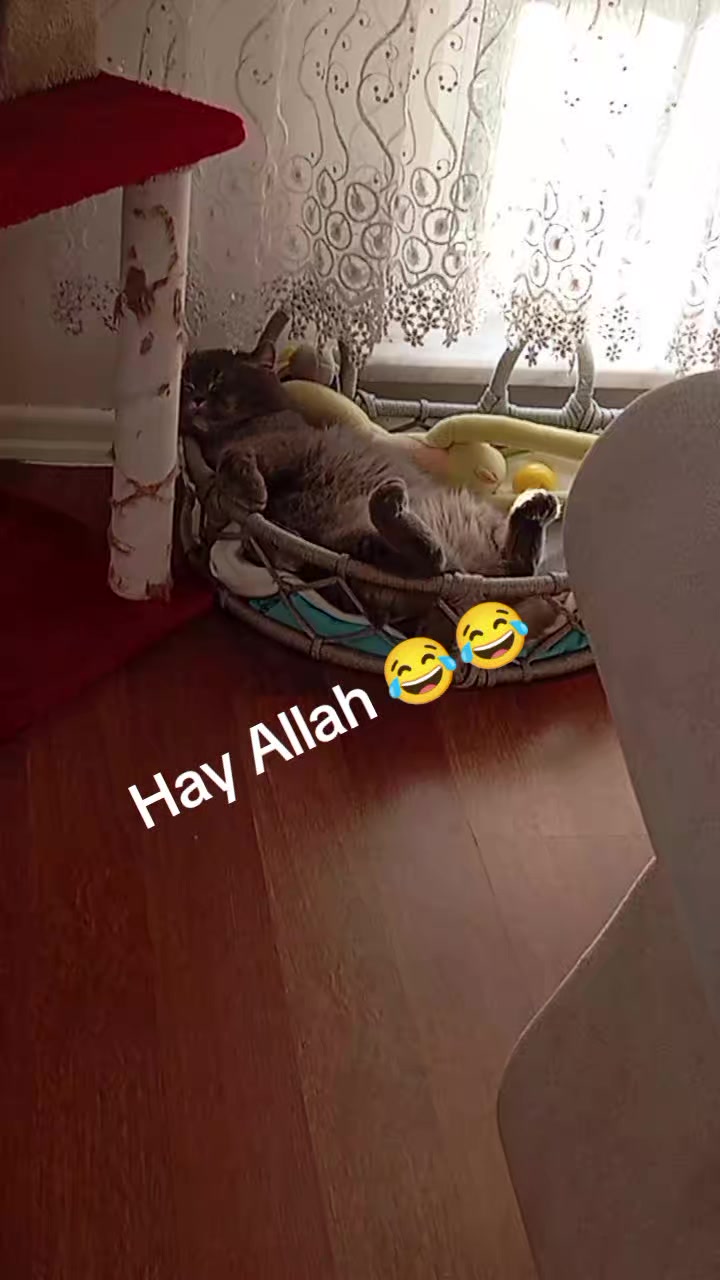 @evimizinbirtanesi