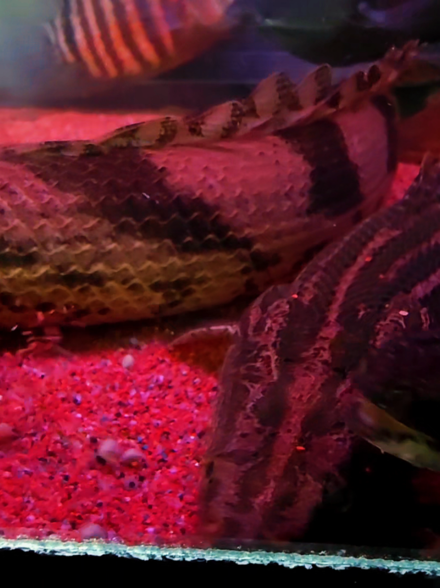 @Pitcha's pet