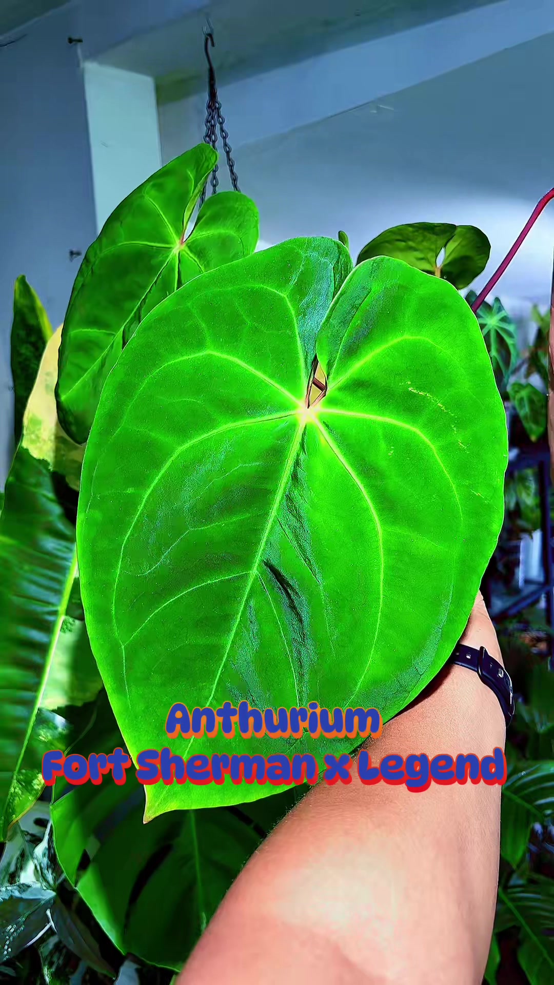 @PlantLadyNico🪴