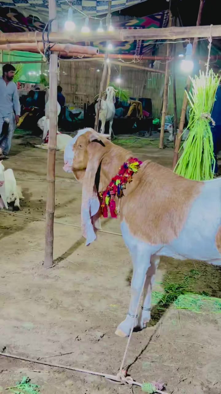 @✨.زاهد سولنگي واپاري. 🐐