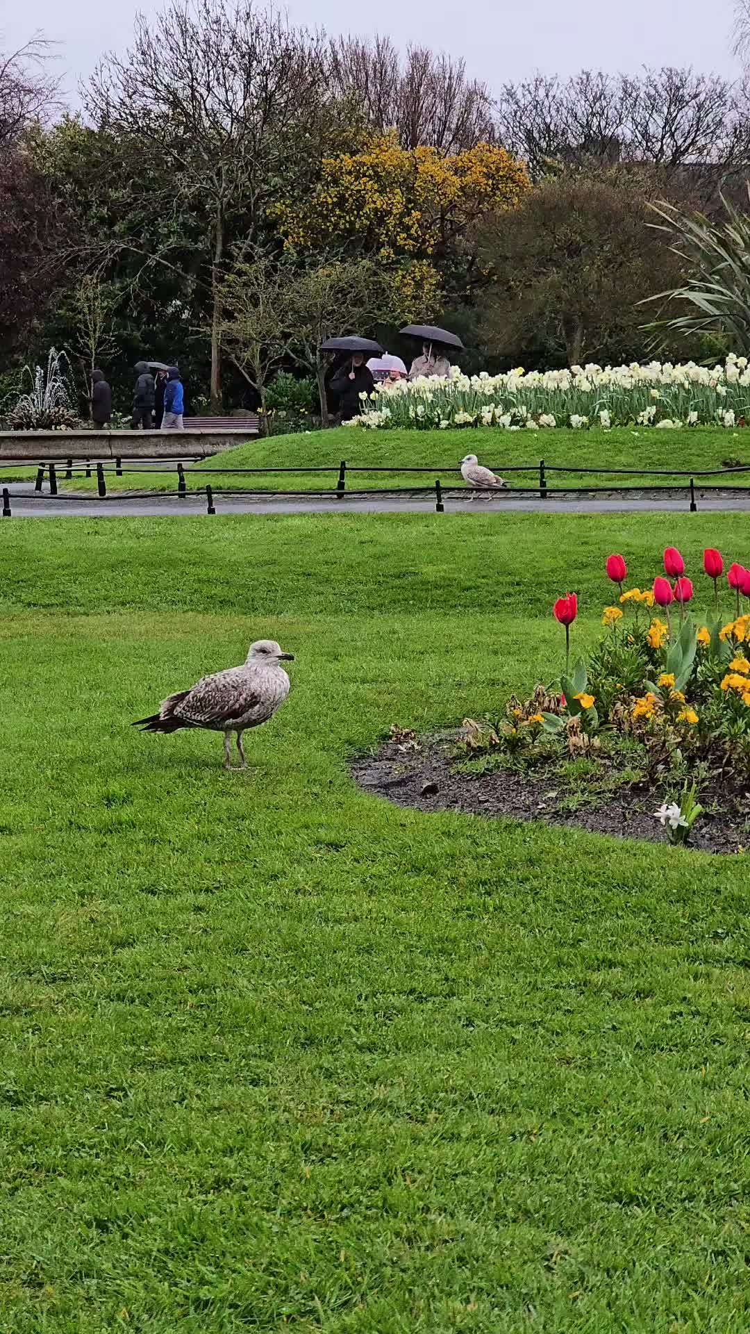 @Explore Ireland with Ham 🇮🇪