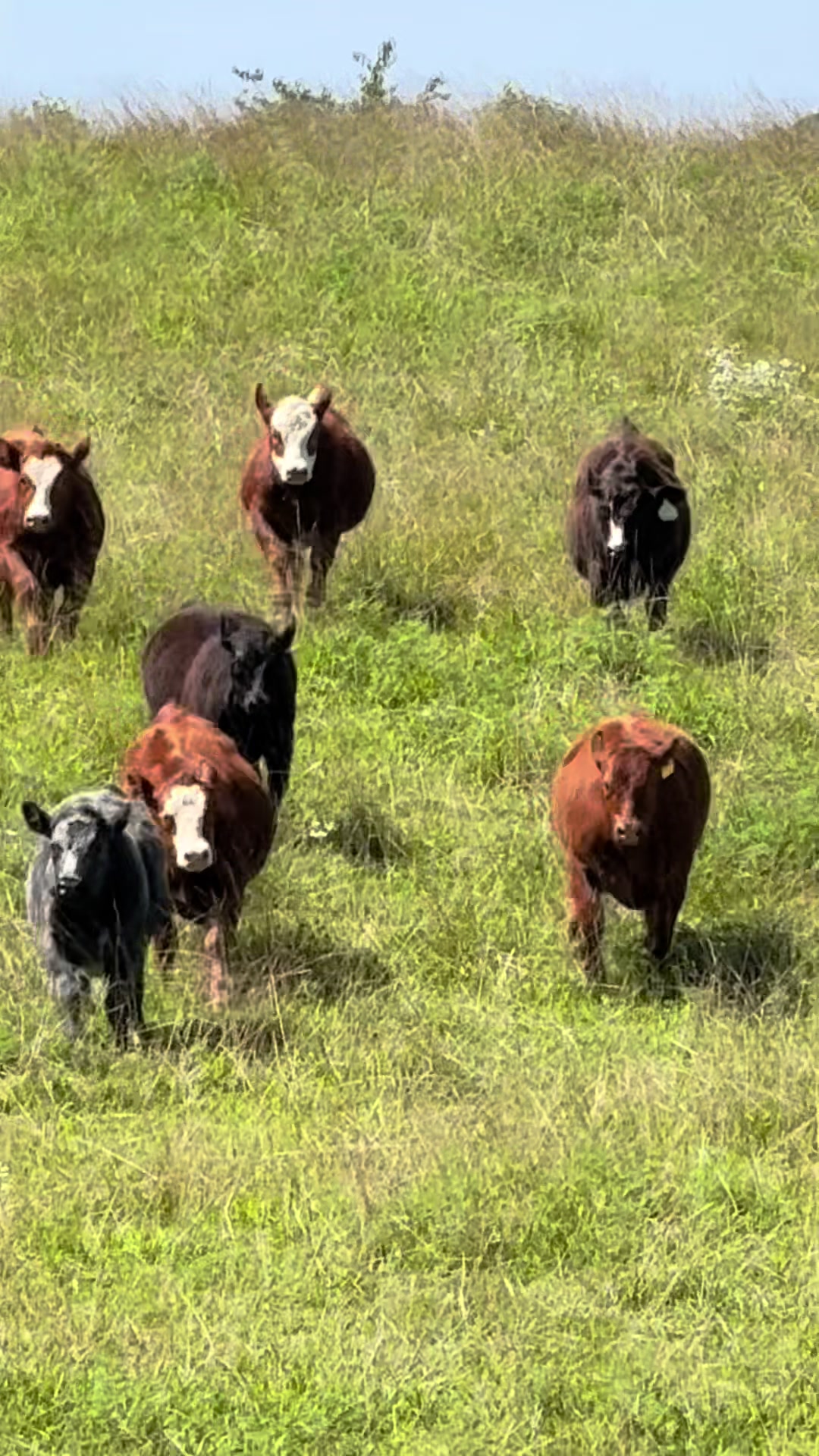 @Massey Land & Cattle
