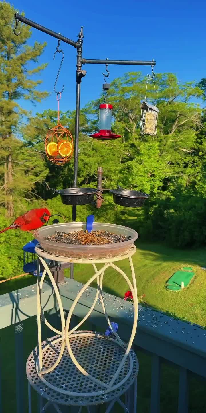 @Backyardbirdz