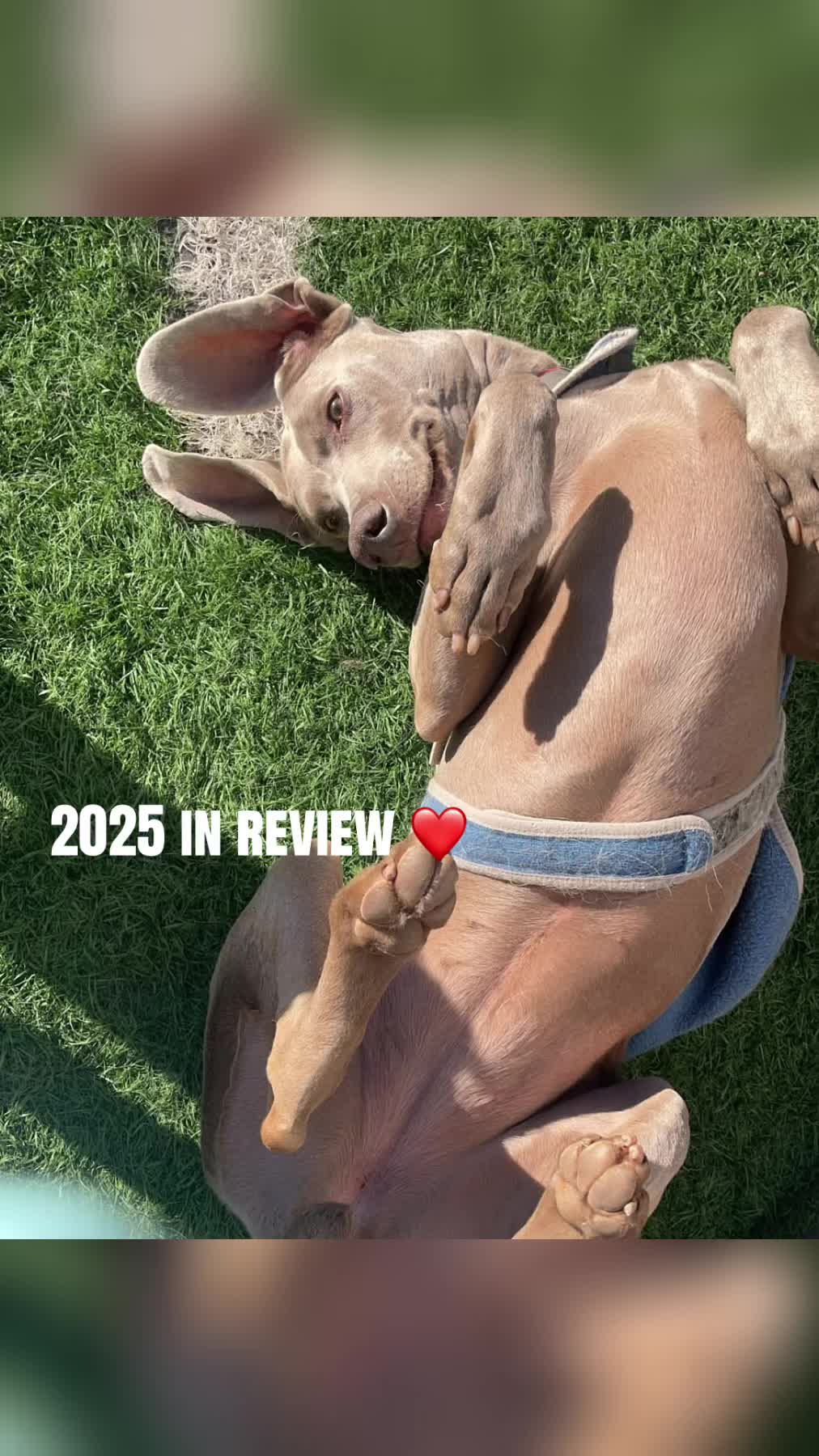 @Hound Housing Doggie Daycare
