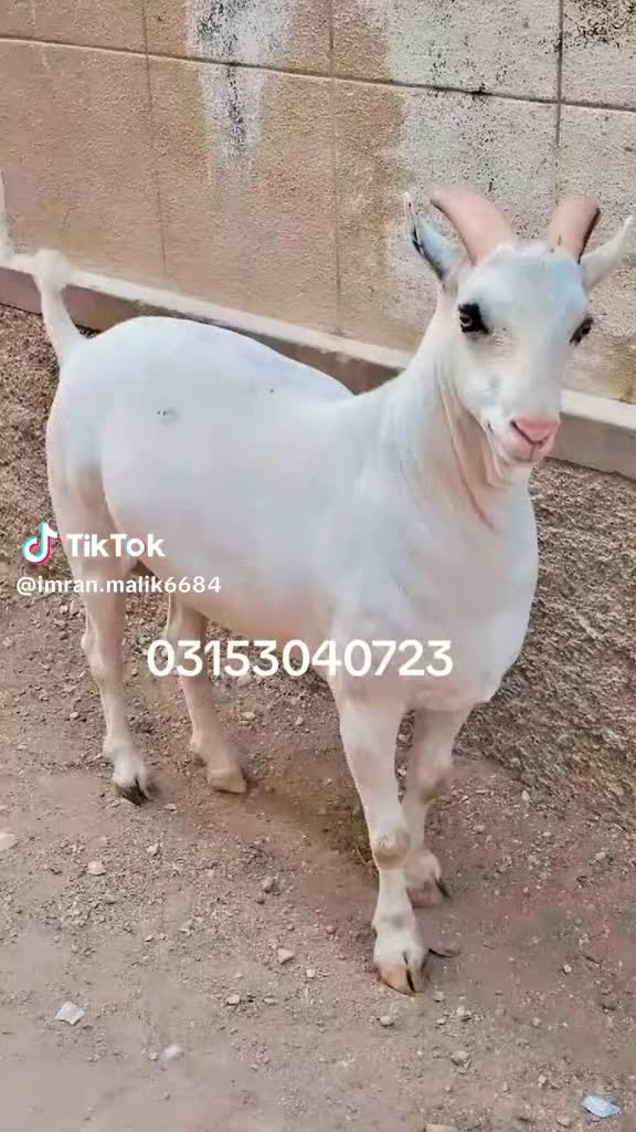 @rihan malik