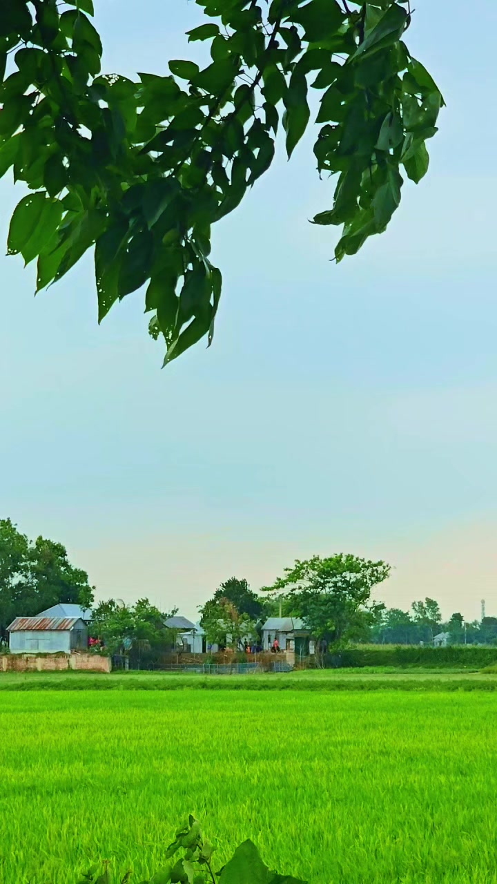@আই মিস ইউ পাখি 🕊️❤️&zwj;🩹