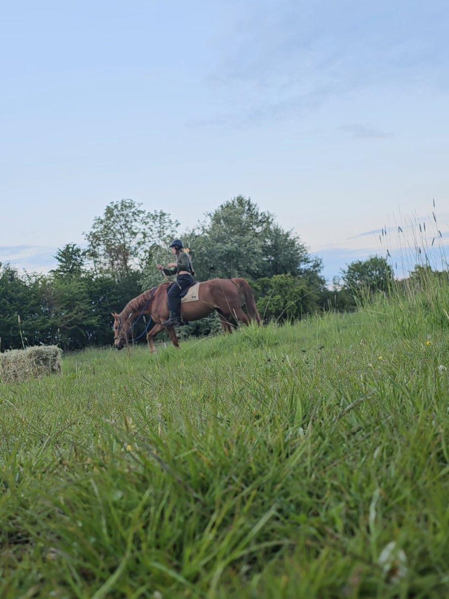 @Dino and horses