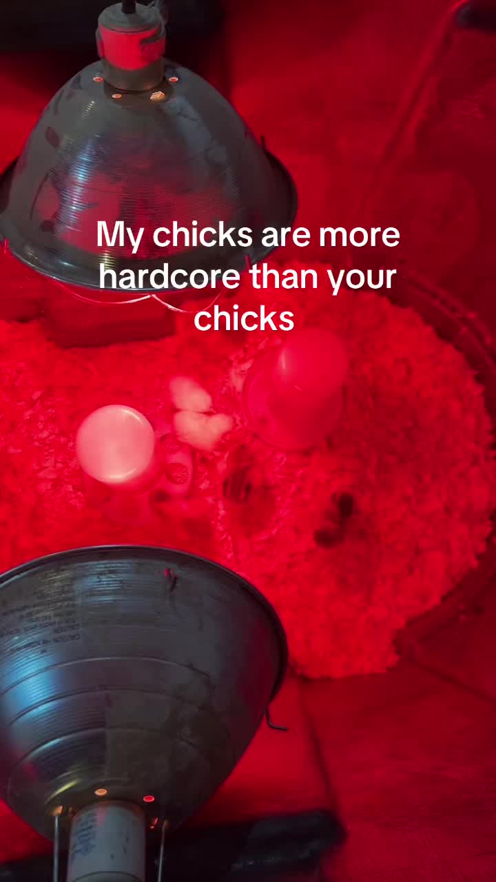 @TSears
