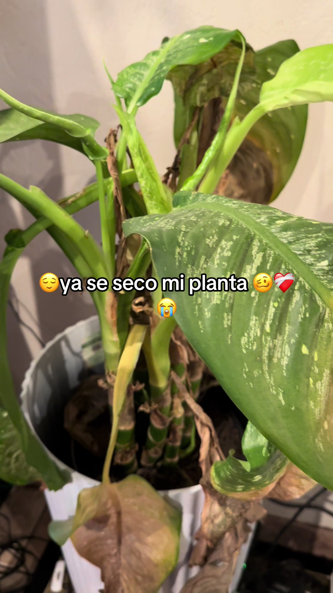 @ANGELICA