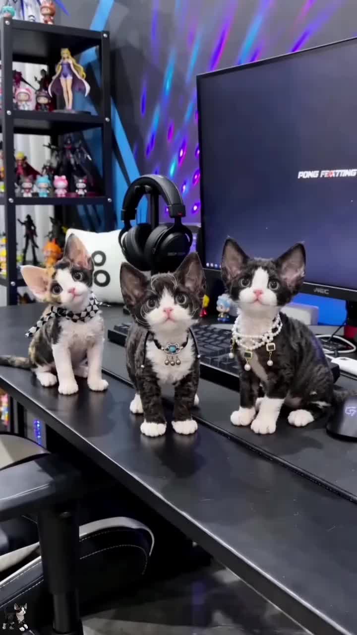 @furry kids