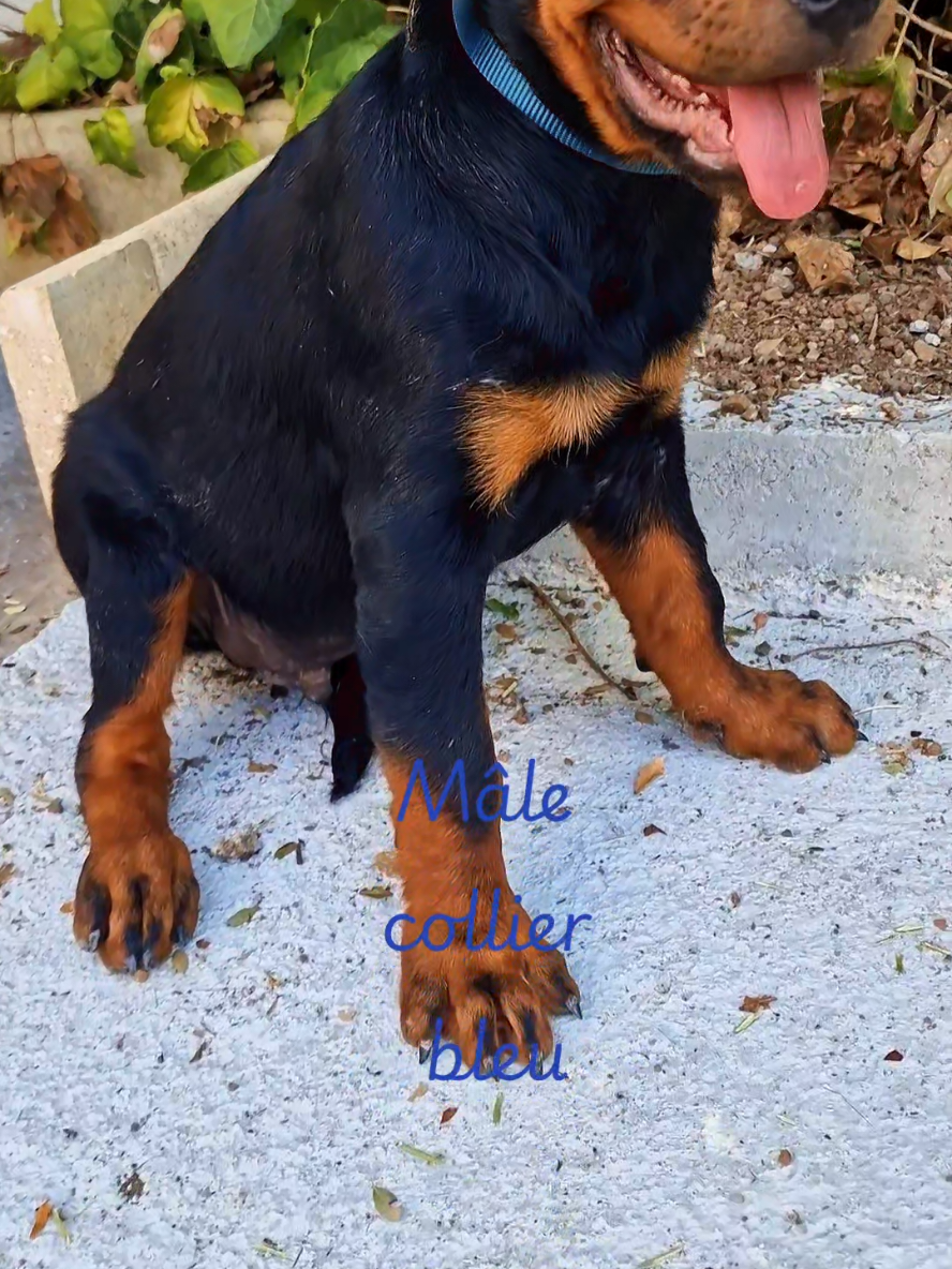 @Laetitia FACHETTi Rottweiler