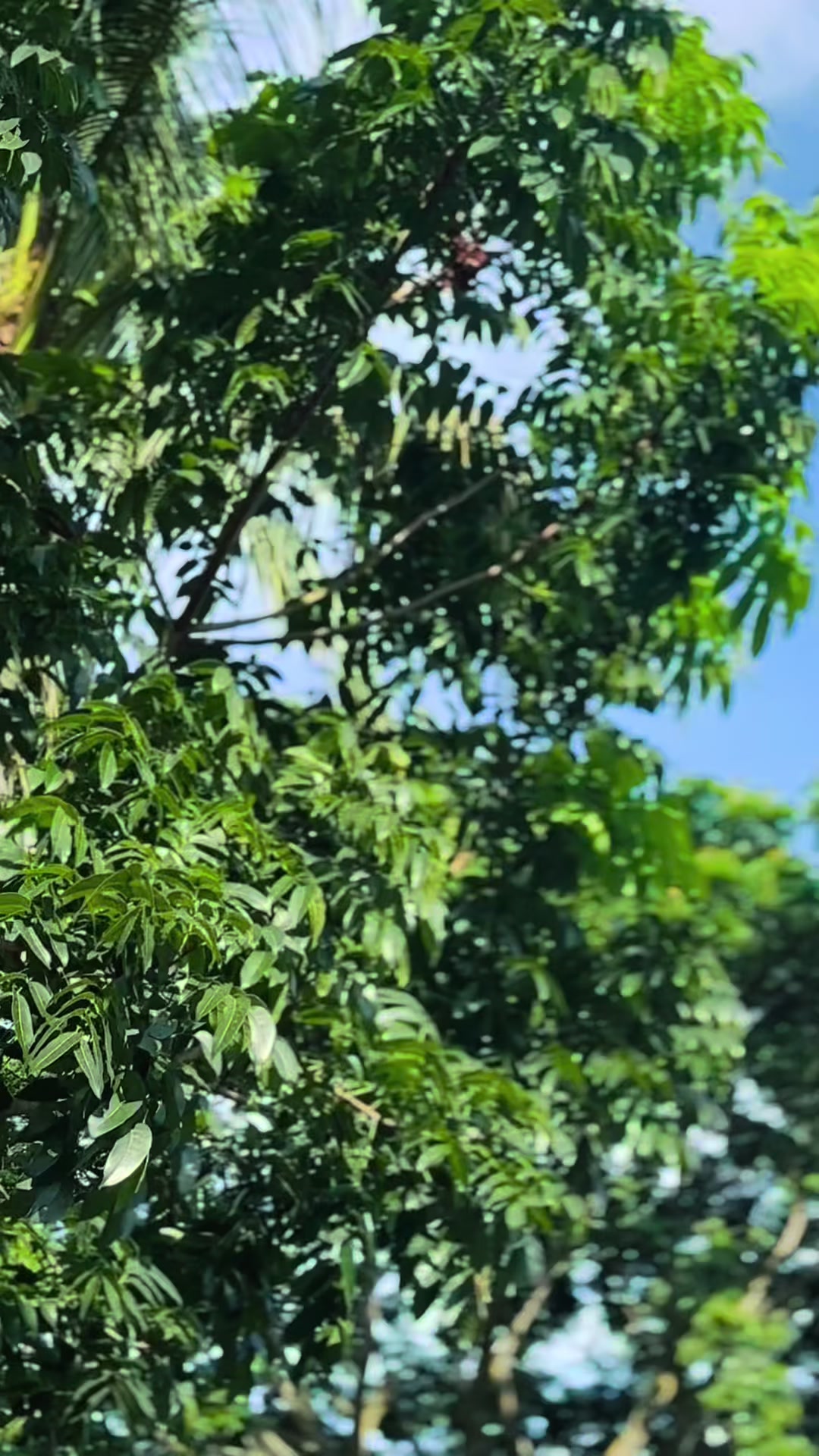 @đđ¨đĢđĸ(āĻāĻžāĻā§āϝāĻŦāϤā§)