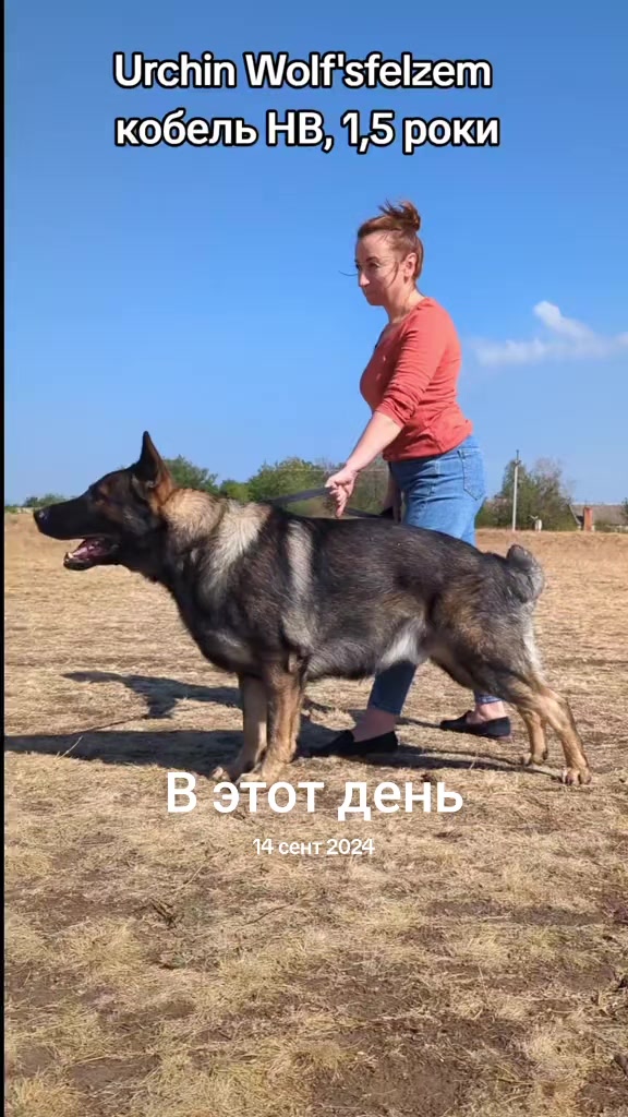 @вівчарки "Wolf'sfelzem"