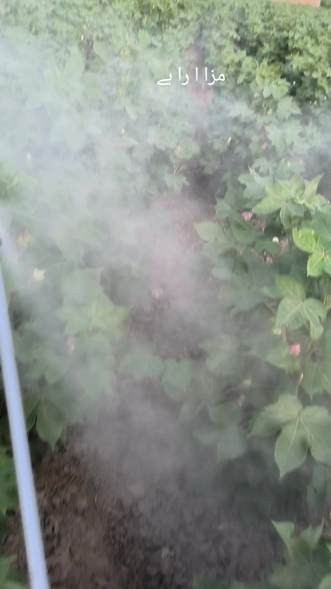 @Mr.Tori.Farming (pathologist)