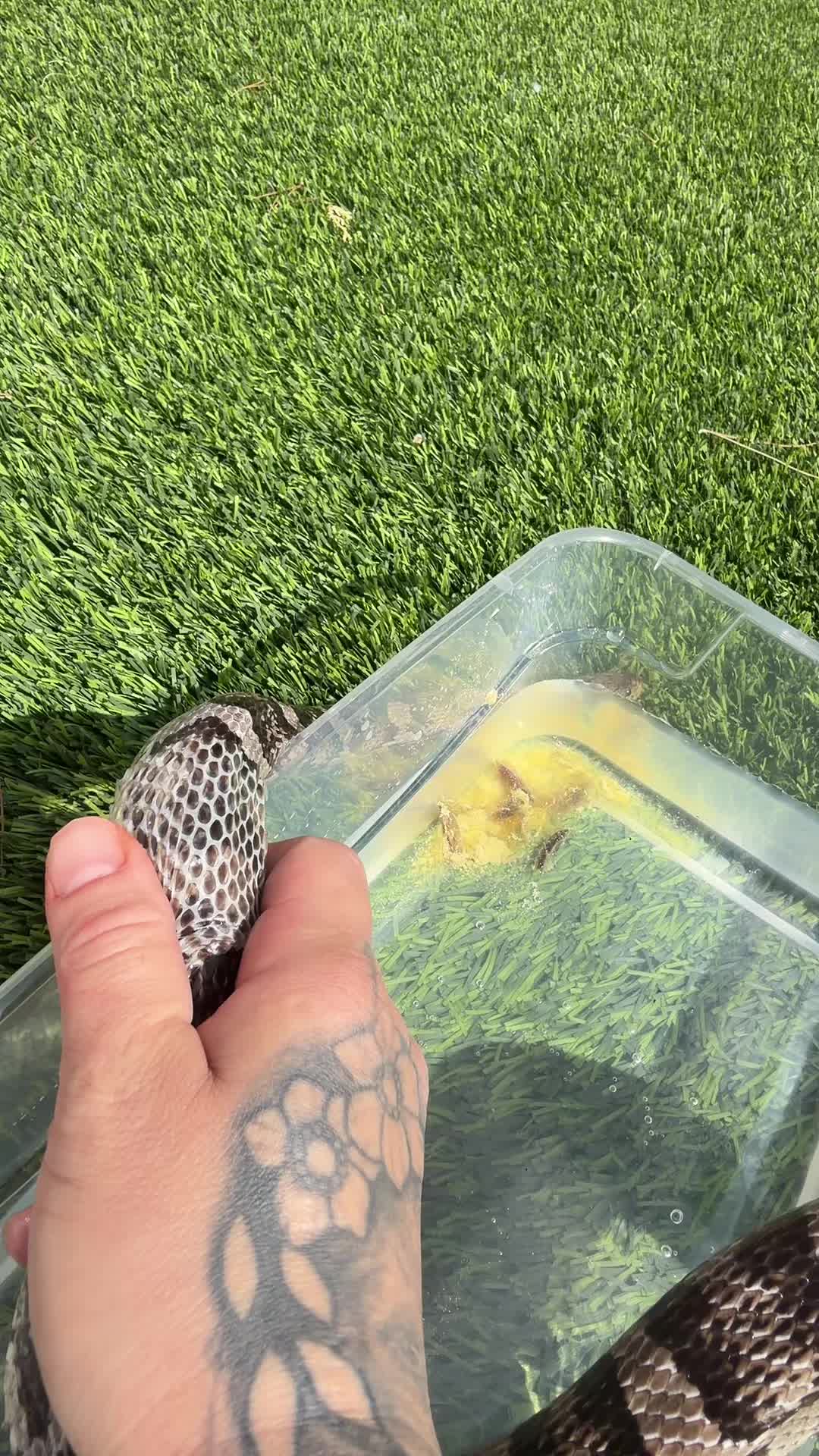 @Medusa✌️🐍 ♊️
