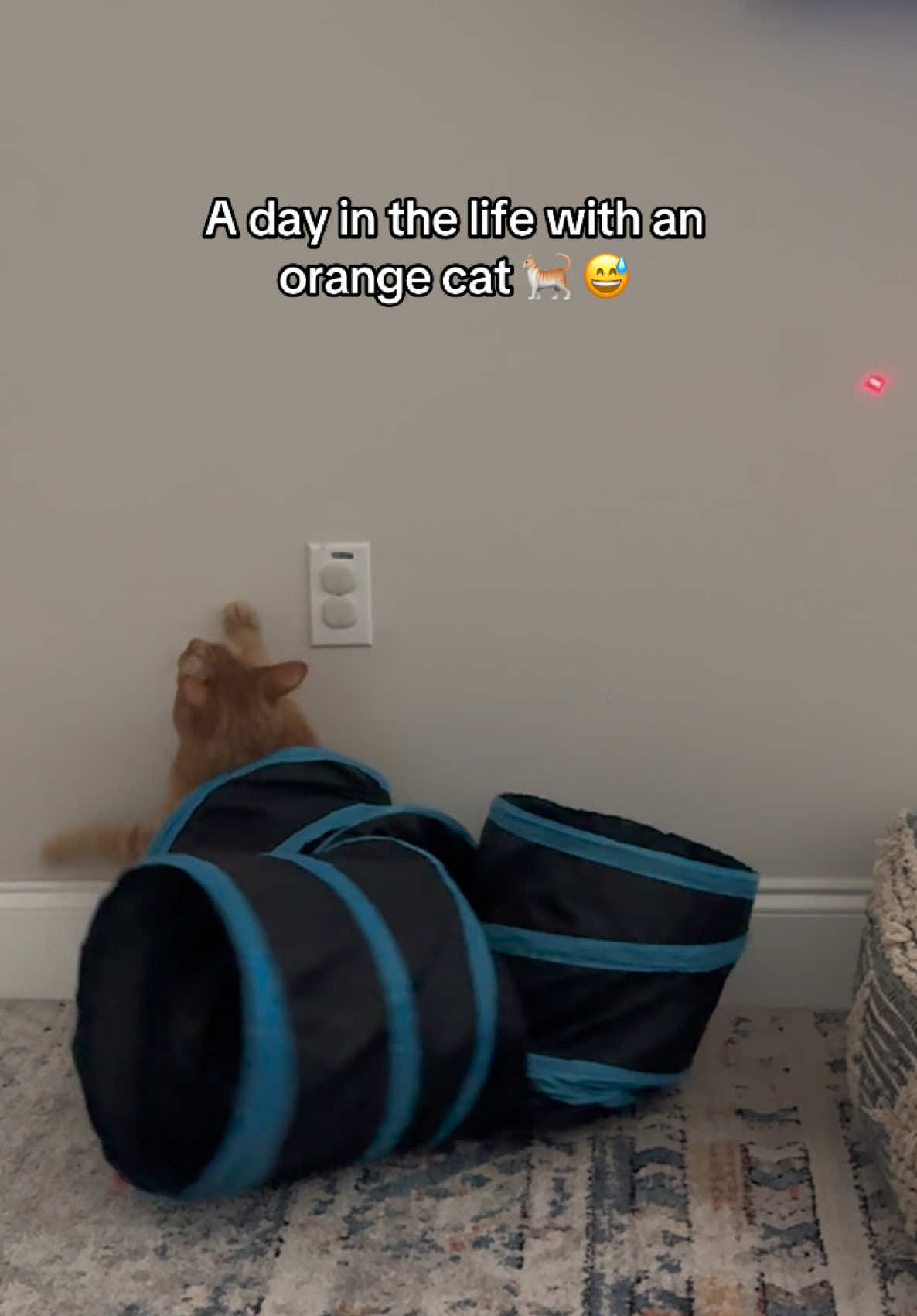 @Kiara Burns I Fitness + 🐈