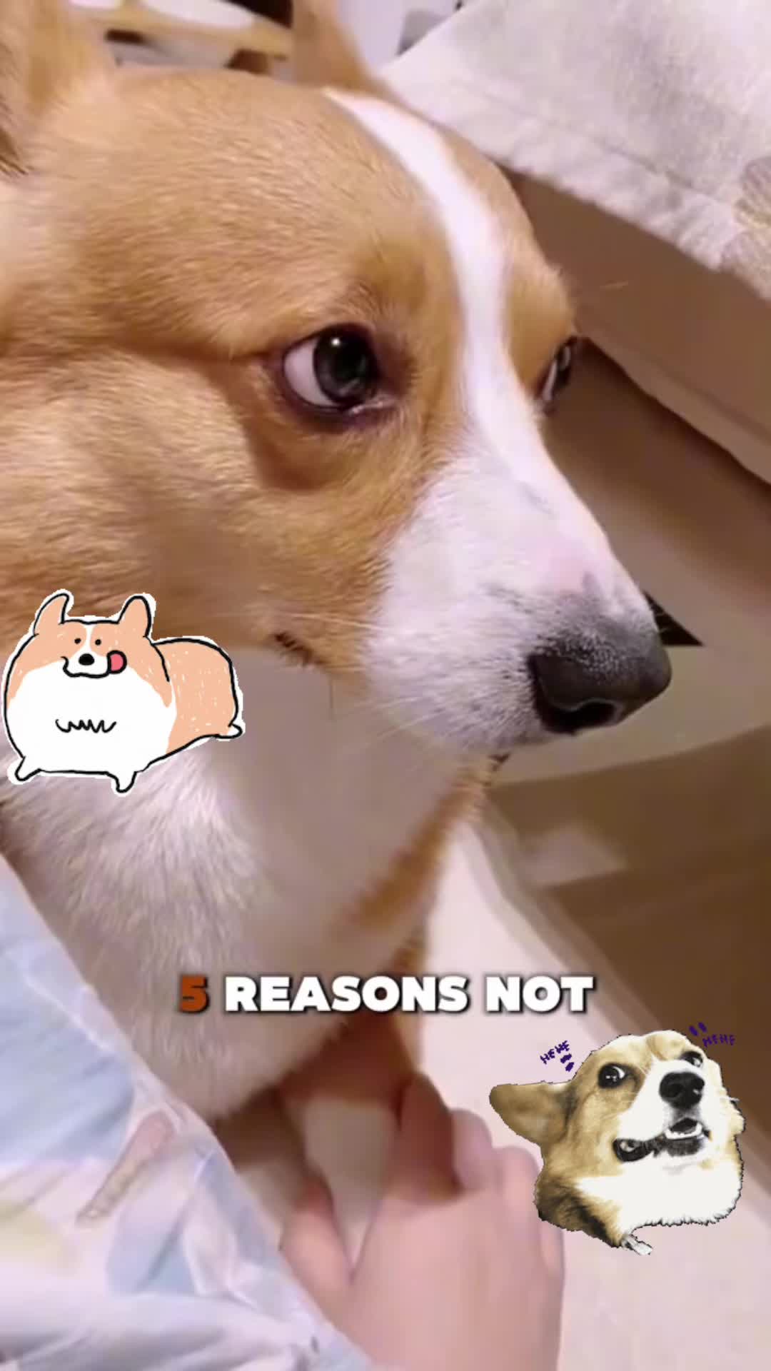@Thorgi_thecorgi