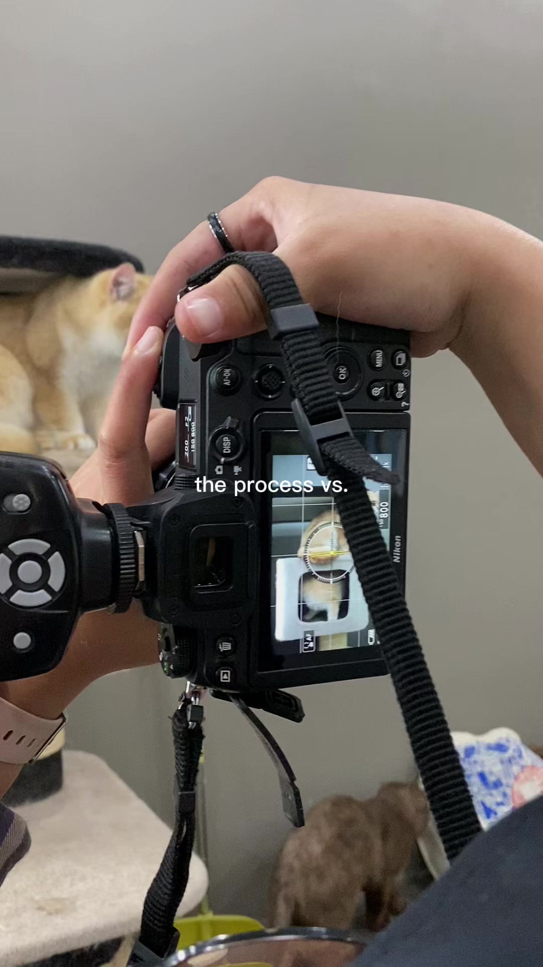 @dutchthebritishcat