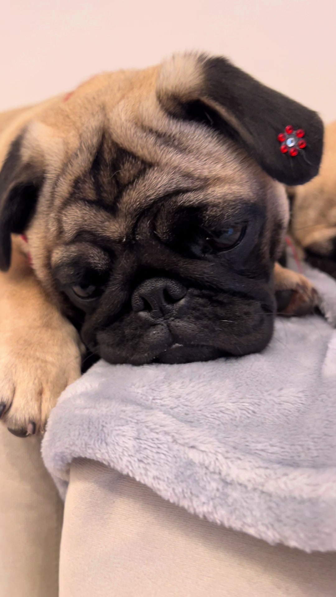 @pugSofyHarry