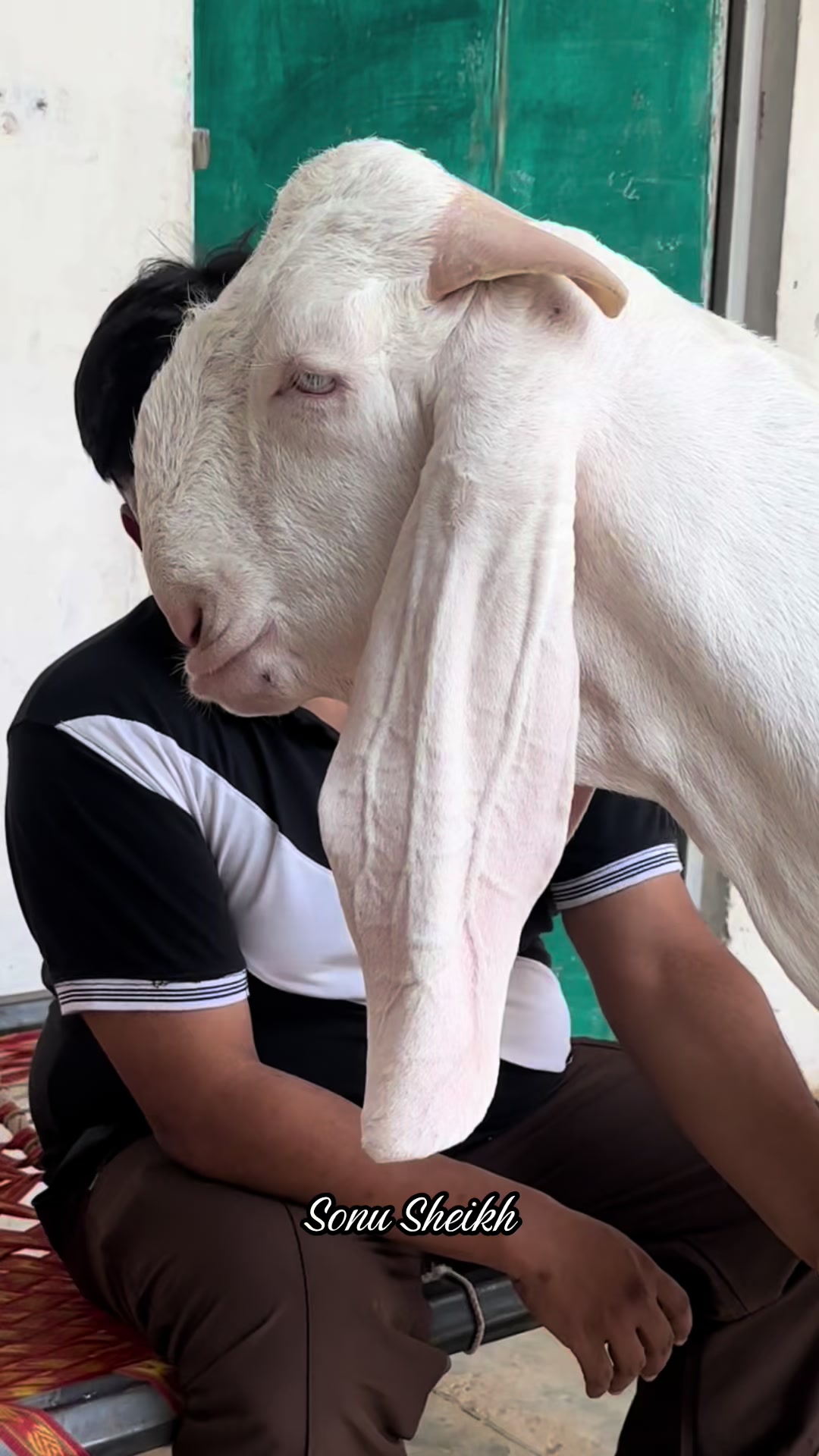 @Sheikh Goat & Cattle Farm