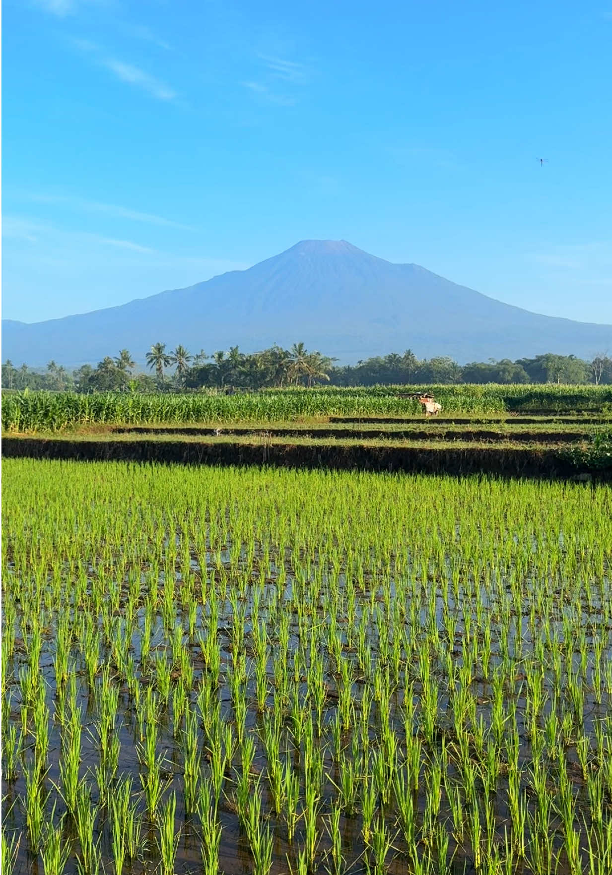 @Purbalingga