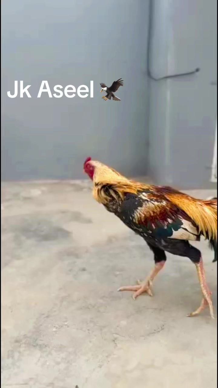 @JK Quetta Aseel