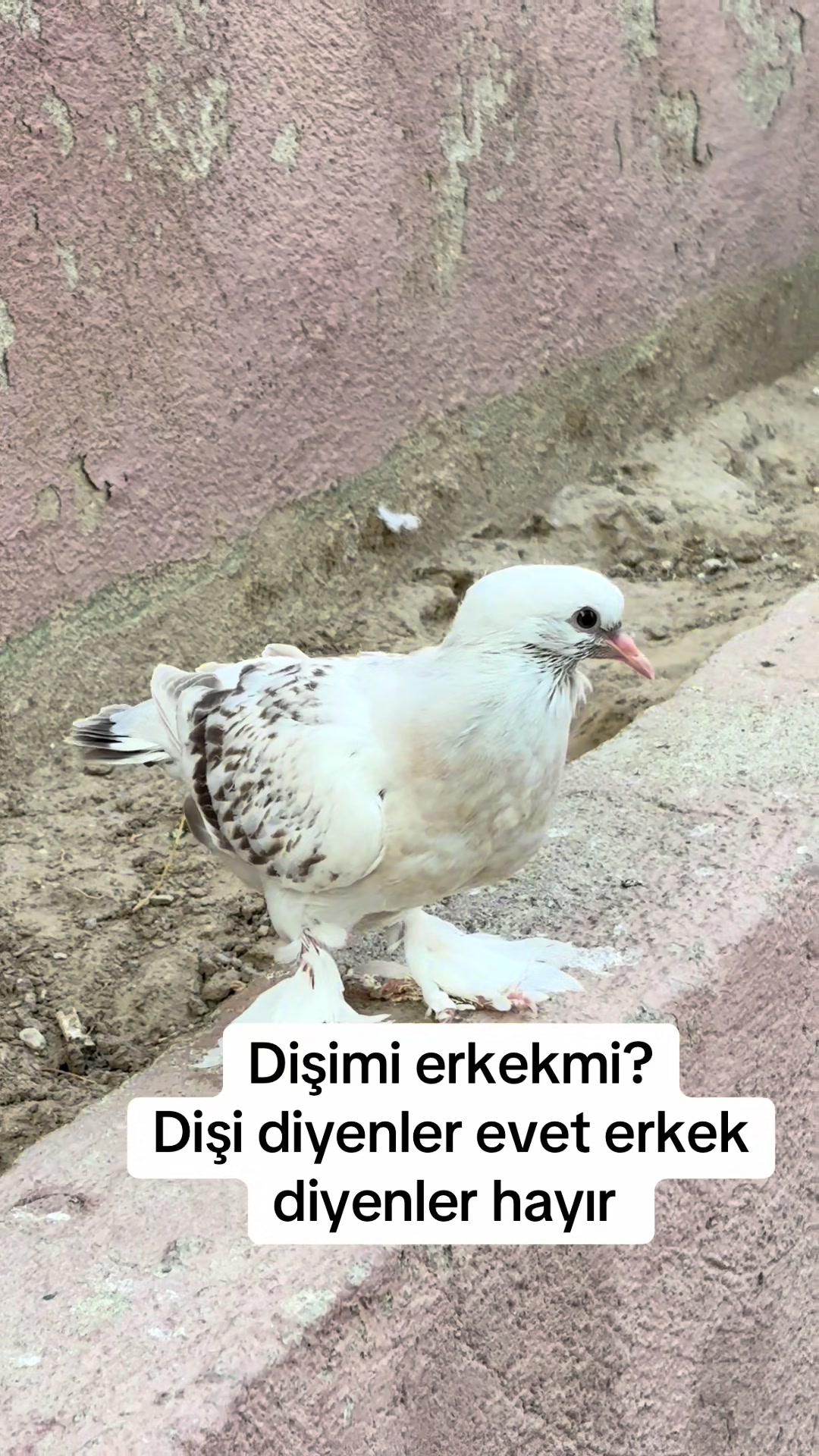 @Ramazan uztemur 36