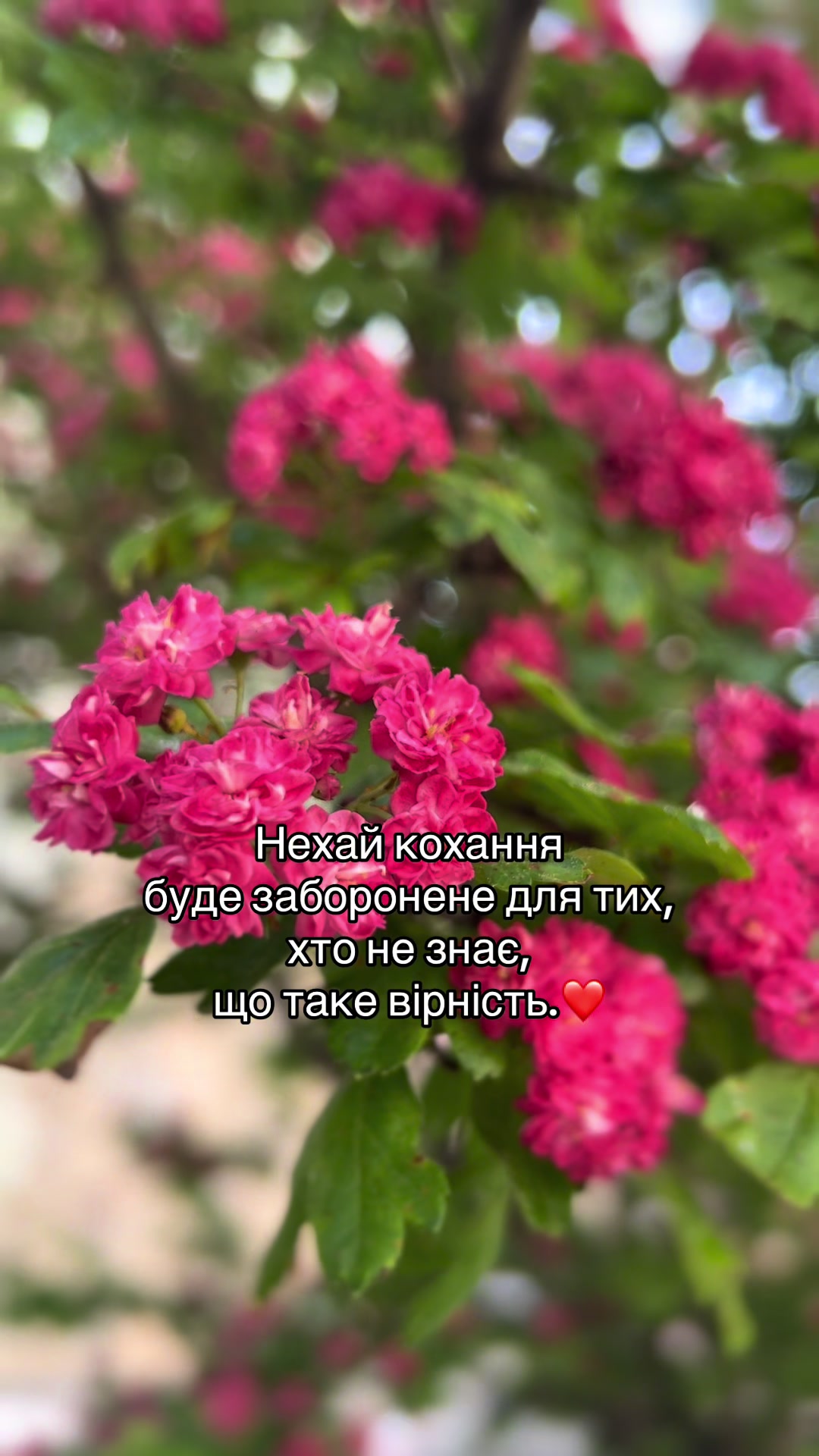 @irazhy