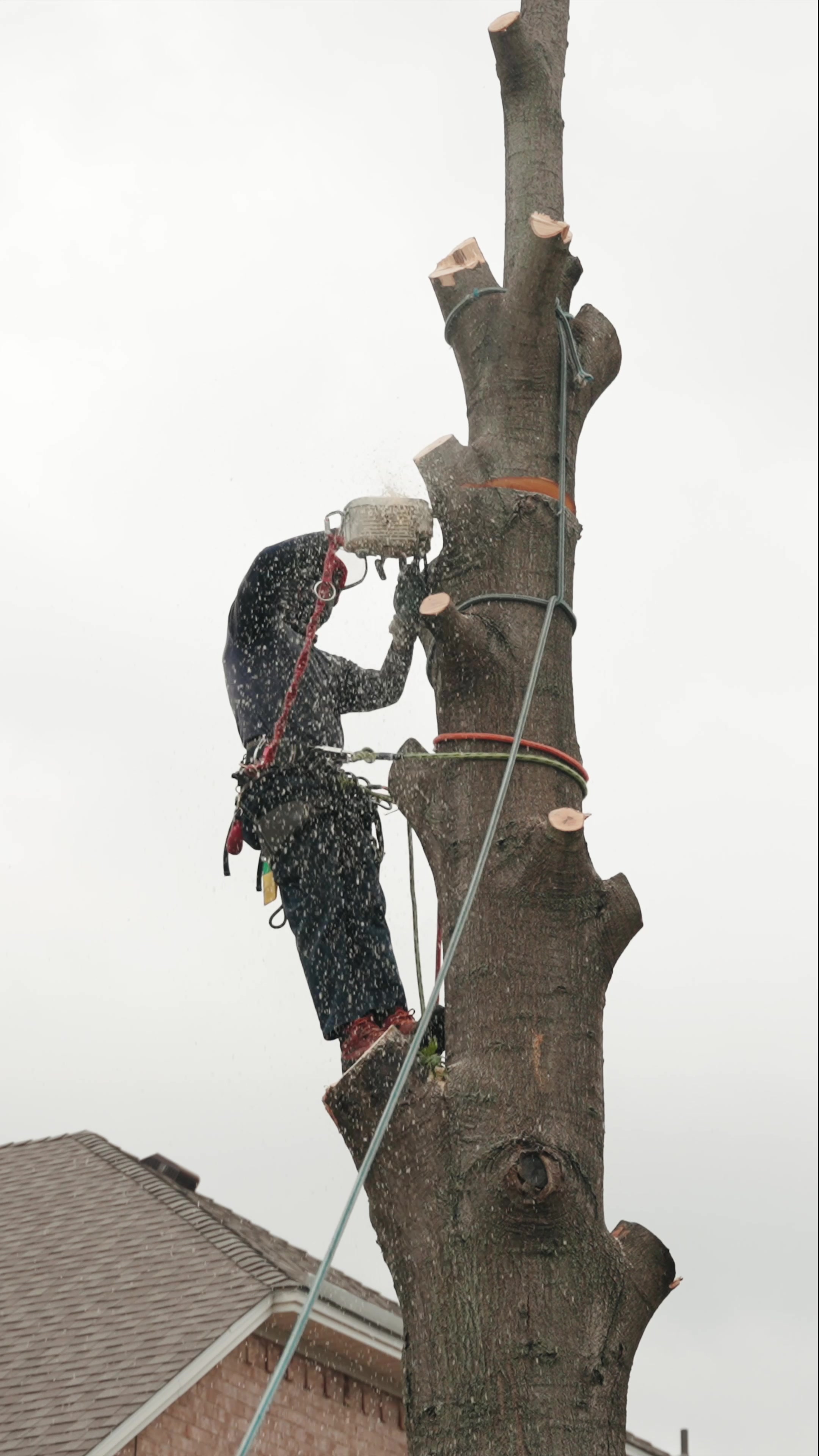 @SPTreeService
