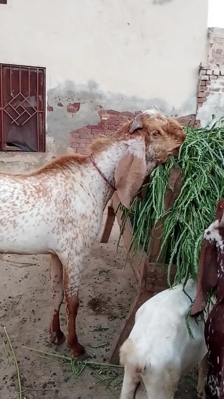 @Asif Ali Joyia Khan 786